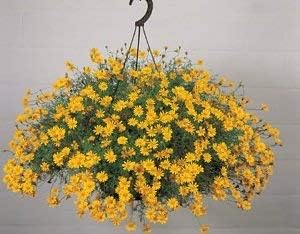 Gelb thymophylla blume samen for anpflanzung - sun loving, heirloom & gmo free samen for home garten
 
 sale for anpflanzung in home garten.