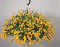 Gelb thymophylla blume samen for anpflanzung - sun loving, heirloom & gmo free samen for home garten
 
 sale for anpflanzung in home garten.