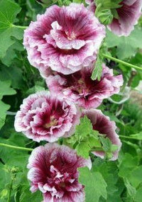 Mixed alcea rosea blume samen for anpflanzung - colorful display, heirloom & gmo free samen for home garten
 
 sale for anpflanzung in home garten
