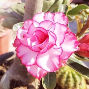 Adenium obesum rose blume samen for anpflanzung fragrant blossoms heirloom & gmo free samen for home garten 
 
 sale samen for home garten anpflanzung