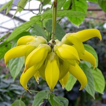 Endangered jade blume samen for anpflanzung fragrant blossoms heirloom & gmo free samen for home garten 
 
 sale samen for home garten anpflanzung
