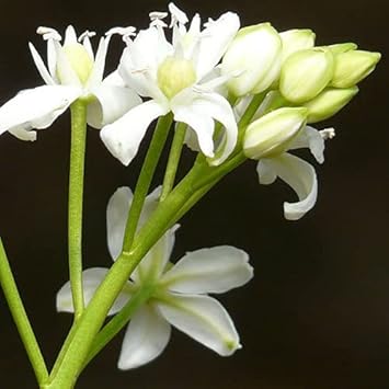 Scilla siberica blume samen for anpflanzung - colorful display, heirloom & gmo free samen for home garten
 
 sale for anpflanzung in home garten