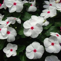 Weiß Rosa Immergrün Blumensamen zur Aussaat Create a Garten Schau Lovely Blüten