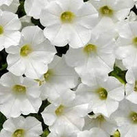 Pelletized Dreams Fuchsie Petunie Samen leuchtend Blume Beds