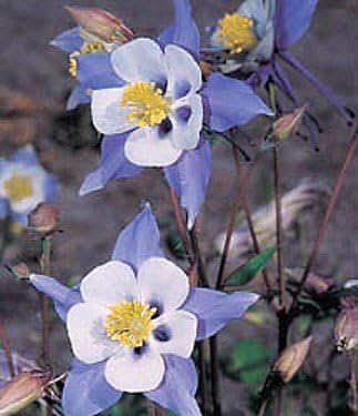 Akelei Blau Star Columbine Samen einzigartig Blau Blumen