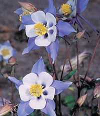 Akelei Blau Star Columbine Samen einzigartig Blau Blumen