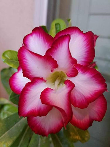 Adenium obsum soft rosa blume samen for elegant garten shrubs