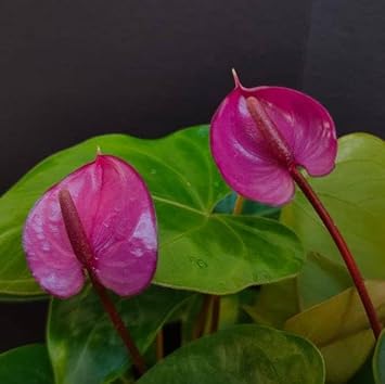 Anthurium andraeanum blume samen for anpflanzung - premium quality, heirloom & gmo free samen for home garten
 
 sale for anpflanzung in home garten.