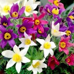 Mixed anemone pulsatilla blume samen for anpflanzung easy to grow heirloom & gmo free samen for home garten 
 
 sale for anpflanzung in home garten