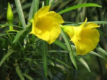 Thevetia peruviana blume samen – heirloom non-gmo vibrant blooms for home garten anpflanzung
 
 sale samen for home garten