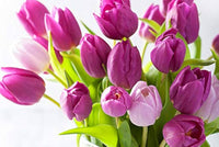 Violett Tulpe Blumensamen zur Aussaat Halbschatten verträglich Traditionssorte & ohne Gentechnik Samen Hausgarten