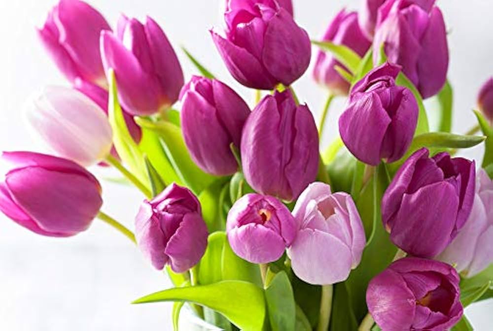 Lila Tulpe Blumensamen zur Aussaat – Traditionssorte ohne Gentechnik Keimung biologisch Garten Samen Garten beliebt