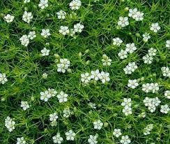 Sagina subulata blume samen for anpflanzung - perfect for borders, heirloom & gmo free samen for home garten
 
 sale for anpflanzung in home garten