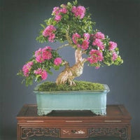Crepe myrtle lagerstroemia bonsai blume samen
