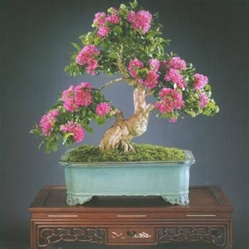 Crepe myrtle lagerstroemia bonsai blume samen
