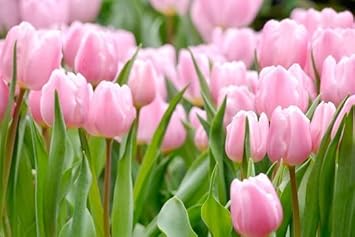 Light rosa tulip blume samen for anpflanzung - premium quality, heirloom & gmo free samen for home garten
 
 sale for anpflanzung in home garten