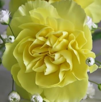 Gelb carnations blume samen for anpflanzung - low maintenance, heirloom & gmo free samen for home garten
 
 sale for anpflanzung in home garten