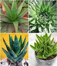 Mixed aloe vera blume samen for anpflanzung - cottage garten essential, heirloom & gmo free samen for home garten
 
 sale samen for home garten