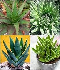 Mixed aloe vera blume samen for anpflanzung - cottage garten essential, heirloom & gmo free samen for home garten
 
 sale samen for home garten