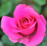 Rosa dragon rose blume samen for anpflanzung - long bloom season, heirloom & gmo free samen for home garten
 
 sale for anpflanzung in home garten
