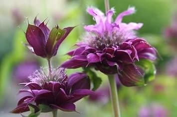 Monarda hybrida blume samen for anpflanzung - perfect for borders, heirloom & gmo free samen for home garten
 
 sale for anpflanzung in home garten