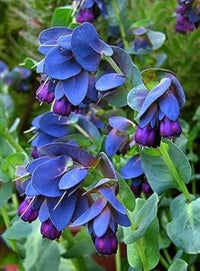 Wachsblumen Samen Mischung fuer Garten