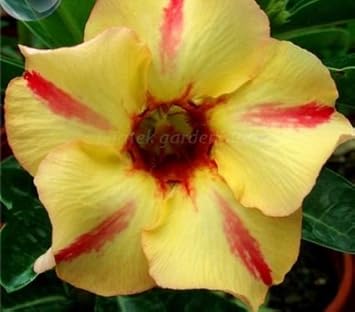 Gelb rot bellfarm blume samen for anpflanzung - wildflower mix, heirloom & gmo free samen for home garten
 
 sale samen for anpflanzung in home garten