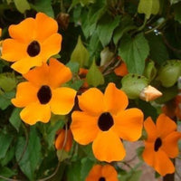 Schwarz Eyed Susan Vine Samen – Fast-Growing Blume Bees und Butterflies