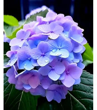 Rainbow Hortensie Blumensamen zur Aussaat – kompakt Wuchs – Traditionssorte & ohne Gentechnik Samen Hausgarten