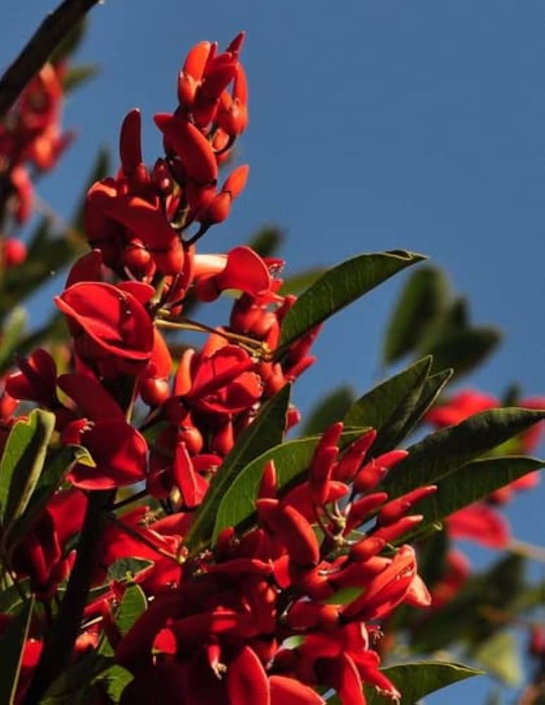 Erythrina Blumensamen zur Aussaat – saisonal Dauerblüher – Traditionssorte & ohne Gentechnik Samen Hausgarten