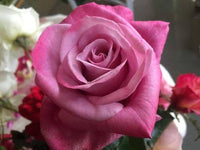 Lavendel Rose Blumensamen zur Aussaat Halbschatten verträglich Traditionssorte & ohne Gentechnik Samen Hausgarten
