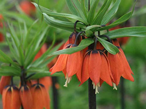 Fritillaria (fritillaria imperialis) samen for anpflanzung in home garten