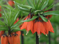 Fritillaria (fritillaria imperialis) samen for anpflanzung in home garten
