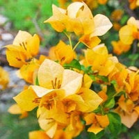 Bougainvillea gelb blume samen for anpflanzung - cut blume favorite, heirloom & gmo free samen for home garten
 
 sale samen for anpflanzung in home garten