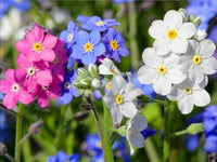 Mischung Nezabudka Blumensamen zur Aussaat leuchtend Wuchs Traditionssorte & ohne Gentechnik Samen Hausgarten