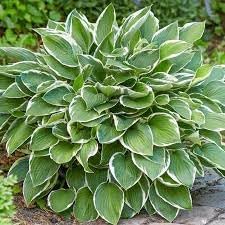 Hosta perennial blume samen for anpflanzung - easy to grow, heirloom & gmo free samen for home garten
 
 sale samen for home garten