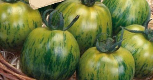 Green Zebra Tomate Samen zum Pflanzen  Traditionell Gemüse Garden Samen