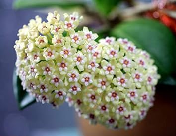 Rot calibrchoa blume samen for anpflanzung perfect for borders heirloom & gmo free samen for home garten
 
 sale for anpflanzung in home garten