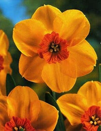Orange Narzisse Blumensamen zur Aussaat sonnenliebend Traditionssorte & ohne Gentechnik Samen Hausgarten