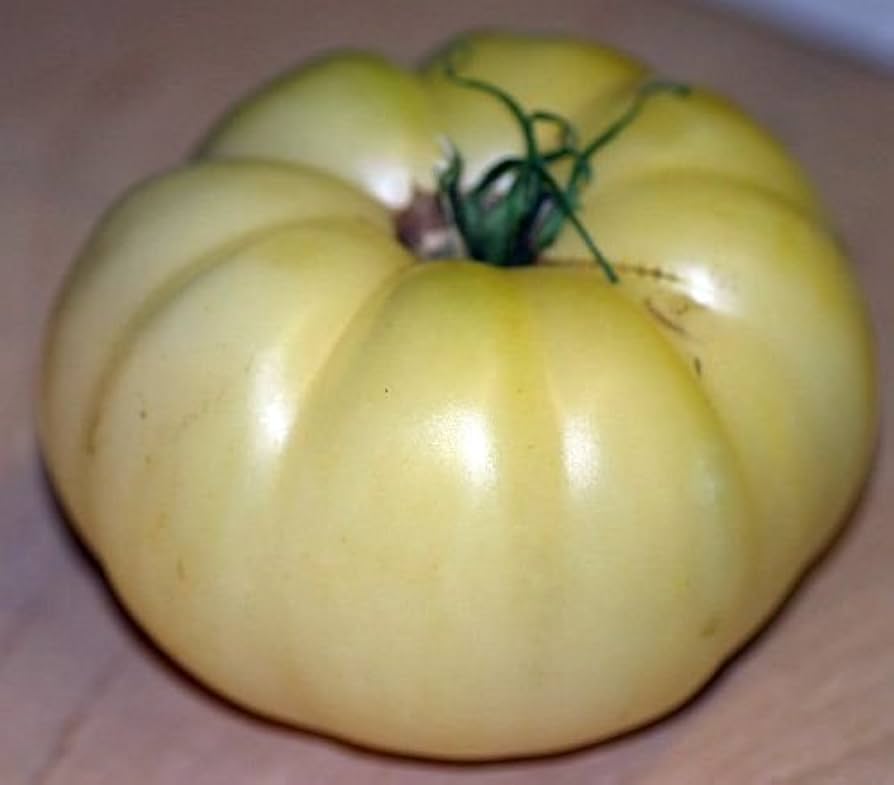 Traditionell Beefsteak Tomate Solanum lycopersicum Samen zum Pflanzen home garden salad patch