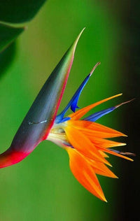 Gelb Paradiesvogelblume Reginae Blumensamen zur Aussaat Bestäuber freundlich Traditionssorte & ohne Gentechnik Samen Hausgarten