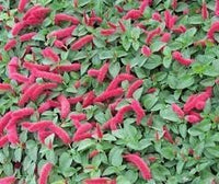 Acalypha blume samen for anpflanzung - hardy variety, heirloom & gmo free samen for home garten
 
 sale samen for home garten
