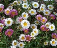 Karvinskianus blume samen for anpflanzung - hardy variety, heirloom & gmo free samen for home garten
 
 sale for anpflanzung in home garten