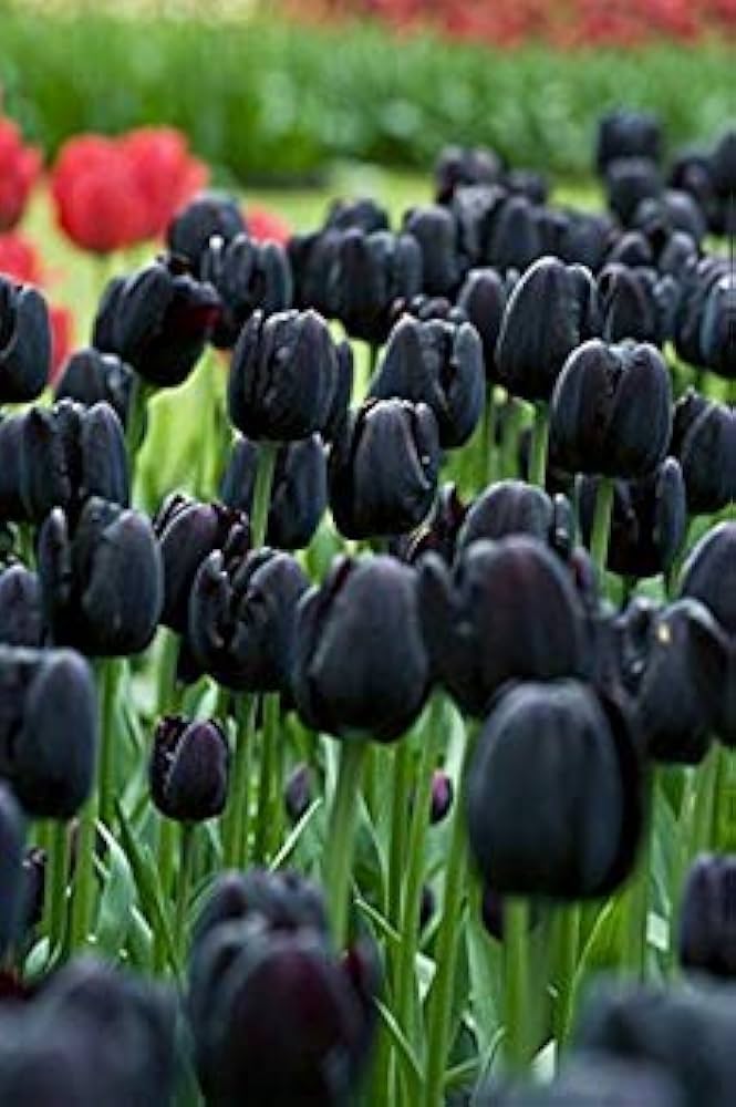 Schwarz Tulpe Blumensamen zur Aussaat saisonal Dauerblüher Traditionssorte & ohne Gentechnik Samen Hausgarten