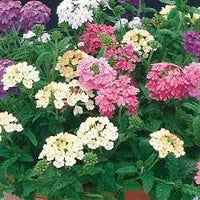 Heirloom trailing verbena blume samen for anpflanzung seasonal bloomer heirloom & gmo free samen for home garten 
 
 sale for anpflanzung in home garten