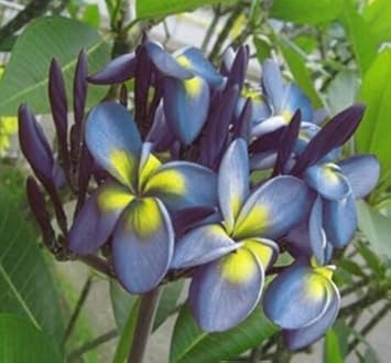 Blau gelb frangipani blume samen for anpflanzung - seasonal bloomer, heirloom & gmo free samen for home garten
 
 sale samen for anpflanzung in home garten
