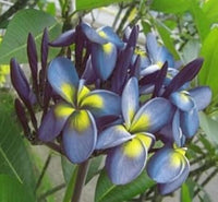 Blau gelb frangipani blume samen for anpflanzung - seasonal bloomer, heirloom & gmo free samen for home garten
 
 sale samen for anpflanzung in home garten