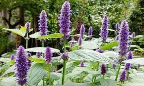 Agastache rugosa blume samen for anpflanzung - compact growth, heirloom & gmo free samen for home garten
 
 sale samen for anpflanzung in home garten