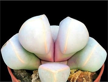Sea grün lapidaria margaretae blume samen for anpflanzung - cut blume favorite, heirloom & gmo free samen for home garten
 
 sale for anpflanzung in home garten.