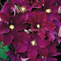 Burgundy clematis blume samen for anpflanzung - perfect for borders, heirloom & gmo free samen for home garten
 
 sale for anpflanzung in home garten.